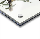 Black-throated Psophodes Psophodes nigrogularis illustrated by Elizabeth Gould 1804–1841 for John Gould’s 1804-1881 Birds of Australia  Acrylic print