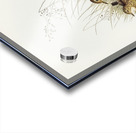 Australian Pipit Anthus Australis illustrated by Elizabeth Gould 1804–1841 for John Gould’s 1804-1881 Birds of Australia  Acrylic print