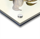 Australian Sphecotheres Sphecotheres Australis illustrated by Elizabeth Gould 1804–1841 for John Gould’s 1804-1881 Birds of Australia  Acrylic print