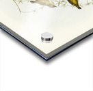 Australian Sphecotheres Sphecotheres Australis illustrated by Elizabeth Gould 1804–1841 for John Gould’s 1804-1881 Birds of Australia  Acrylic print