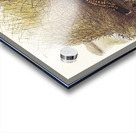 Spotted Bower Bird Chlamydera maculata illustrated by Elizabeth Gould 1804–1841 for John Gould’s 1804-1881 Birds of Australia  Acrylic print