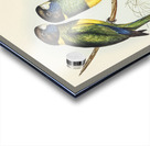 Bauers Parrakeet Platycercus Bauerii illustrated by Elizabeth Gould 1804–1841 for John Gould’s 1804-1881 Birds of Australia  Impression Acrylique