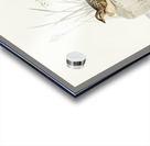 Horsfield’s Mirafra Mirafra Horsfieldii illustrated by Elizabeth Gould 1804–1841 for John Gould’s 1804-1881 Birds of Australia  Acrylic print