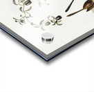 Long-tailed Wren Malurus longicaudus illustrated by Elizabeth Gould 1804–1841 for John Gould’s 1804-1881 Birds of Australia  Acrylic print