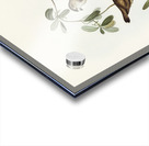 White-faced Xerophila Xerophila leucopsis illustrated by Elizabeth Gould 1804–1841 for John Gould’s 1804-1881 Birds of Australia  Acrylic print