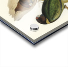 Curlew Sandpiper Schoeniclus subarquatus illustrated by Elizabeth Gould 1804–1841 for John Gould’s 1804-1881 Birds of Australia  Acrylic print