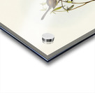 Black-backed Wren Malurus melanotus illustrated by Elizabeth Gould 1804–1841 for John Gould’s 1804-1881 Birds of Australia  Acrylic print