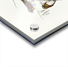 Chestnut-breasted Finch Donacola castaneothorax illustrated by Elizabeth Gould 1804–1841 for John Gould’s 1804-1881 Birds of Australia  Acrylic print