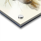 Chestnut-breasted Finch Donacola castaneothorax illustrated by Elizabeth Gould 1804–1841 for John Gould’s 1804-1881 Birds of Australia  Acrylic print