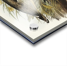 Large-billed Plover Esacus magnirostris illustrated by Elizabeth Gould 1804–1841 for John Gould’s 1804-1881 Birds of Australia  Acrylic print