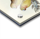 The Princess of Wales&39s Parakeet Polytelis Alexandrae illustrated by Elizabeth Gould 1804–1841 for John Gould’s 1804-1881 Birds of Australia  Acrylic print