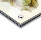 Nocturnal Ground-Parakeet Geopsittacus occidentalis illustrated by Elizabeth Gould 1804–1841 for John Gould’s 1804-1881 Birds of Australia  Acrylic print