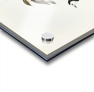 White-fronted chat Ephthianura albifrons illustrated by Elizabeth Gould 1804–1841 for John Gould’s 1804-1881 Birds of Australia  Acrylic print