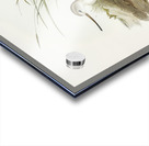 Terek Godwit Terekia cinerea illustrated by Elizabeth Gould 1804–1841 for John Gould’s 1804-1881 Birds of Australia  Acrylic print