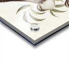 Unadorned Cuckoo Cuculus inornatus illustrated by Elizabeth Gould 1804–1841 for John Gould’s 1804-1881 Birds of Australia  Acrylic print