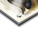 Notornis Notornix Mantelli illustrated by Elizabeth Gould 1804–1841 for John Gould’s 1804-1881 Birds of Australia  Acrylic print