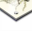 White-throated Honey-eater Melithreptus albogularis illustrated by Elizabeth Gould 1804–1841 for John Gould’s 1804-1881 Birds of Australia  Acrylic print