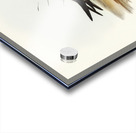 Oriental Pratincole Glareola Orientalis illustrated by Elizabeth Gould 1804–1841 for John Gould’s 1804-1881 Birds of Australia  Acrylic print