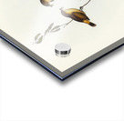 Regulus-like Acanthiza Acanthiza Reguloides illustrated by Elizabeth Gould 1804–1841 for John Gould’s 1804-1881 Birds of Australia  Acrylic print