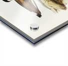 Black-breasted Pewit Sarciophorus pectoralis illustrated by Elizabeth Gould 1804–1841 for John Gould’s 1804-1881 Birds of Australia  Acrylic print