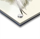 Great-footed Tern Gelochelidon macrotarsa illustrated by Elizabeth Gould 1804–1841 for John Gould’s 1804-1881 Birds of Australia  Acrylic print