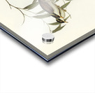 Strong-billed Honey-eater Melithreptus validirostris illustrated by Elizabeth Gould 1804–1841 for John Gould’s 1804-1881 Birds of Australia  Acrylic print