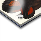 Leachs Cockatoo Calyptorhynchus Leachii illustrated by Elizabeth Gould 1804–1841 for John Gould’s 1804-1881 Birds of Australia  Acrylic print