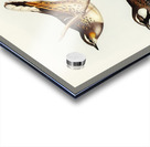 Spotted Groud Thrush Cinclosoma punctatum illustrated by Elizabeth Gould 1804–1841 for John Gould’s 1804-1881 Birds of Australia  Acrylic print