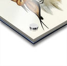 Australian Pratincole Glareola grallaria illustrated by Elizabeth Gould 1804–1841 for John Gould’s 1804-1881 Birds of Australia  Acrylic print