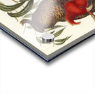 Gang-gang Cockatoo Callocephalon galeatum illustrated by Elizabeth Gould 1804–1841 for John Gould’s 1804-1881 Birds of Australia  Acrylic print