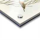 Yellow Zosterops Zosterops lutcus illustrated by Elizabeth Gould 1804–1841 for John Gould’s 1804-1881 Birds of Australia  Acrylic print