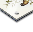 Brush Cuckoo Cuculus insperatus illustrated by Elizabeth Gould 1804–1841 for John Gould’s 1804-1881 Birds of Australia  Acrylic print