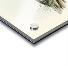 Black-breasted Hemipode Hemipodius melanogaster illustrated by Elizabeth Gould 1804–1841 for John Gould’s 1804-1881 Birds of Australia  Acrylic print