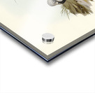 Turnstone Strepsilas Interpres illustrated by Elizabeth Gould 1804–1841 for John Gould’s 1804-1881 Birds of Australia  Acrylic print