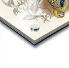 Blue-cheeked Parakeet Platycercus cyanogenys illustrated by Elizabeth Gould 1804–1841 for John Gould’s 1804-1881 Birds of Australia  Acrylic print