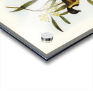 Guttural Pachycephala Pachycephala gutturalis illustrated by Elizabeth Gould 1804–1841 for John Gould’s 1804-1881 Birds of Australia  Acrylic print