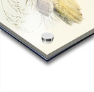 Chinese Quail Synoicus Chinensis illustrated by Elizabeth Gould 1804–1841 for John Gould’s 1804-1881 Birds of Australia  Acrylic print