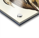 Australian Bustard Otis Australasianus illustrated by Elizabeth Gould 1804–1841 for John Gould’s 1804-1881 Birds of Australia  Acrylic print