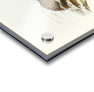 Swift-flying Hemipode Hemipodius velox illustrated by Elizabeth Gould 1804–1841 for John Gould’s 1804-1881 Birds of Australia  Acrylic print