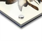 White-pinioned Honey-eater Entomyza albipennis illustrated by Elizabeth Gould 1804–1841 for John Gould’s 1804-1881 Birds of Australia  Acrylic print