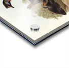 One-carunculated Cassowary Casuarius uniappendiculatus illustrated by Elizabeth Gould 1804–1841 for John Gould’s 1804-1881 Birds of Australia  Acrylic print