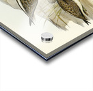 Australian Greenshank Glottis Glottoides illustrated by Elizabeth Gould 1804–1841 for John Gould’s 1804-1881 Birds of Australia  Acrylic print