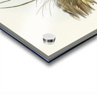 Black-backed Hemipode Hemipodius melanotus illustrated by Elizabeth Gould 1804–1841 for John Gould’s 1804-1881 Birds of Australia  Acrylic print