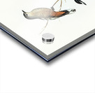 Black and White cuckooshrike Campephaga leucomela illustrated by Elizabeth Gould 1804–1841 for John Gould’s 1804-1881 Birds of Australia  Acrylic print