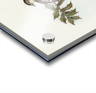 Northern cuckooshrike Campephaga Karu illustrated by Elizabeth Gould 1804–1841 for John Gould’s 1804-1881 Birds of Australia  Acrylic print