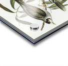 Garrulous Honey-eater Myzantha garrula illustrated by Elizabeth Gould 1804–1841 for John Gould’s 1804-1881 Birds of Australia  Impression Acrylique