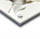 Luteous Honey-eater Myzantha lutea illustrated by Elizabeth Gould 1804–1841 for John Gould’s 1804-1881 Birds of Australia  Acrylic print