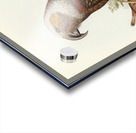 Jardine’s cuckooshrike Campephaga Jardinii illustrated by Elizabeth Gould 1804–1841 for John Gould’s 1804-1881 Birds of Australia  Acrylic print