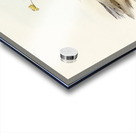 Sparkling Hemipode Hemipodius scintillans illustrated by Elizabeth Gould 1804–1841 for John Gould’s 1804-1881 Birds of Australia  Acrylic print