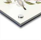 Black-headed Honey-eater Melthreptus melanocephalus illustrated by Elizabeth Gould 1804–1841 for John Gould’s 1804-1881 Birds of Australia  Acrylic print